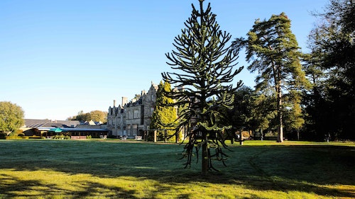 Shendish Manor Hotel - big fir tree with hotel exterior in the background.